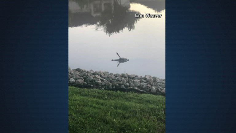 Neighbors at Texas lake concerned after spotting gator with knife sticking out of its head